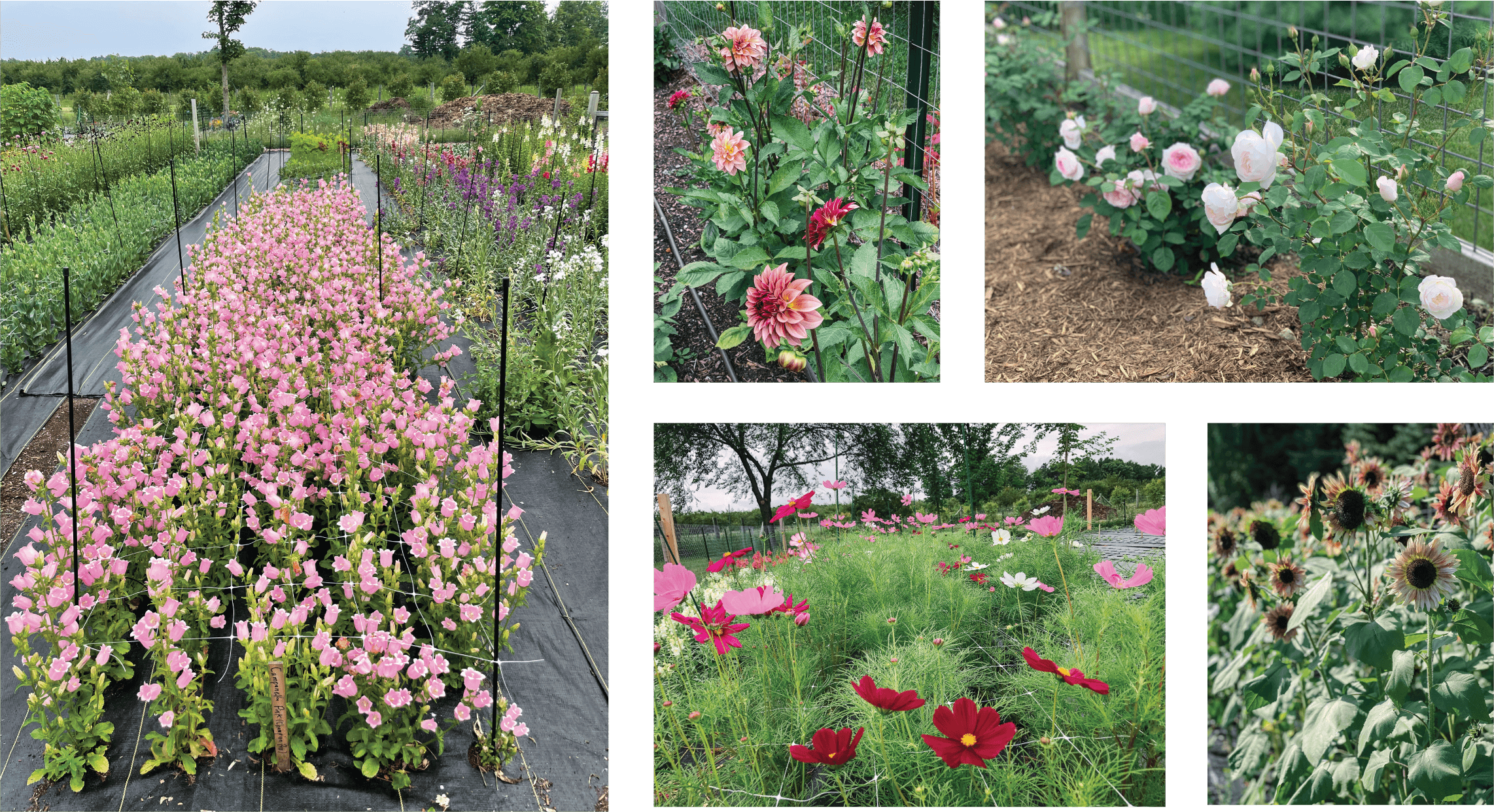 farm collage